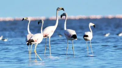 Flamencos en la laguna de Mar Chiquita o Mar de Ansenuza, al noreste de Córdoba.