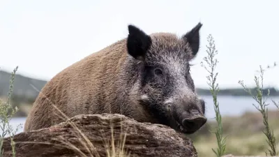Una especie invasora, un jabalí (Sus scrofa) en las proximidades de la Reserva Florofaunística de La Florida en la provincia de San Luis.