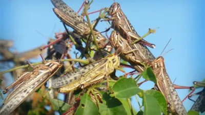 plaga de langostas 
