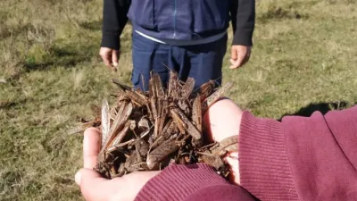 En un operativo tenaza -con fumigaciones por tierra y aire-, lograron doblegar casi en su totalidad el tupido enjambre de langostas que amenazaban los cultivos en el Norte de la provincia.