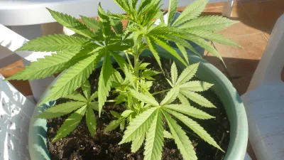 planta de marihuana