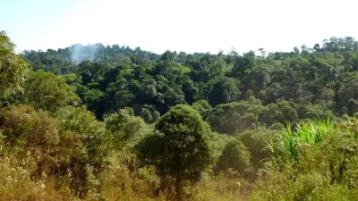 “Los mejores guardianes de los bosques”, así definió la FAO a los pueblos indígenas de América Latina.