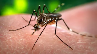 Mosquito
