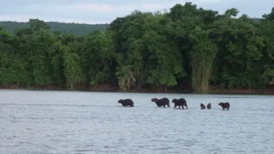 Pantanal