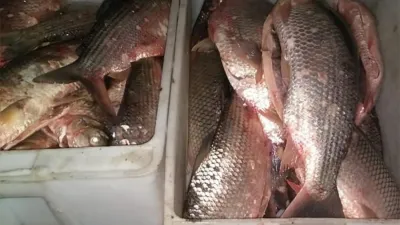 En la carta se pide que se suspenda este año las autorizaciones para la exportación de pescado de agua dulce, que se extrae en mayor parte en la cuenca del río Paraná, siendo la especie sábalo la más explotada.