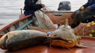 pescadores río Paraná