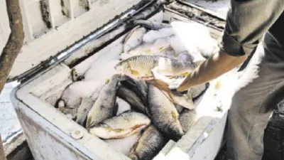 Pescados