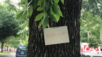 La Justicia frenó la tala de árboles en el ensanche del bulevar Racedo de Paraná (la imagen es de Johanna Peltzer para 170 Escalones y fue extraída del portal Era Verde).