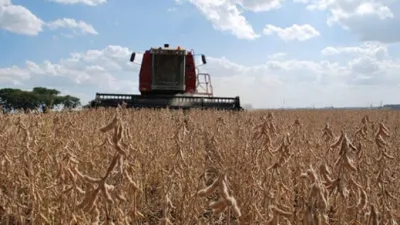 La soja volvió a subir y su precio es el más alto de los últimos cuatro años