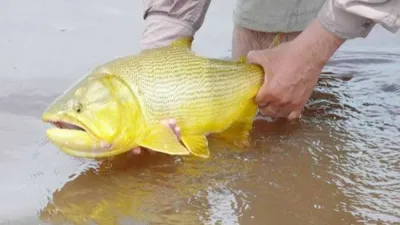 CARU recordó que rige la veda para la pesca del dorado 