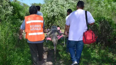 Liberaron al yacaré rescatado en una vivienda en Paraná